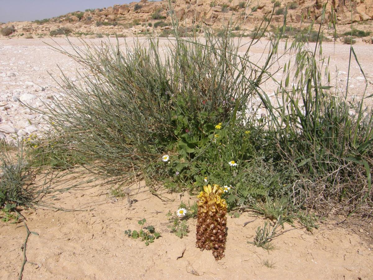 Hadass Desert Inn Dimona Exterior photo